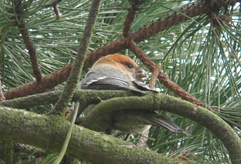 Pine Grosbeak