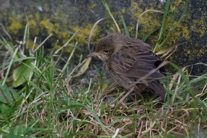 Lanceolated Warbler
