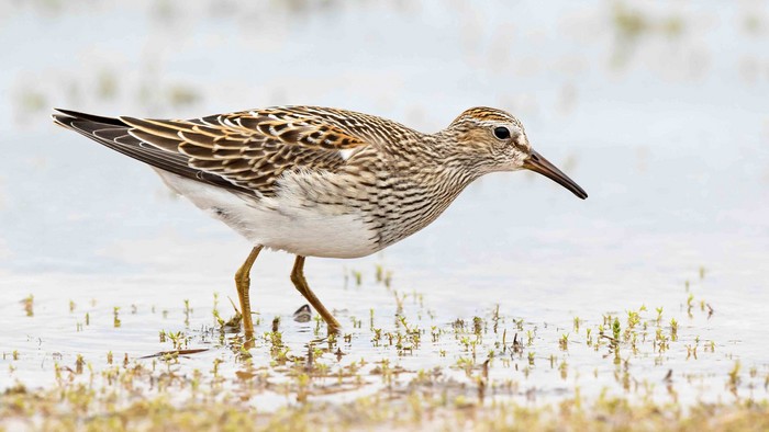 Pectoral Sandpiper