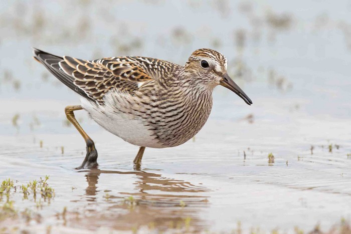Pectoral Sandpiper
