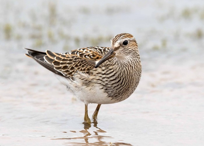 Pectoral Sandpiper