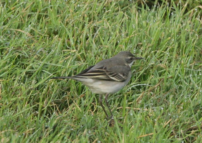 Eastern Yellow Wagtail