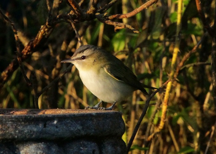 Red-eyed Vireo