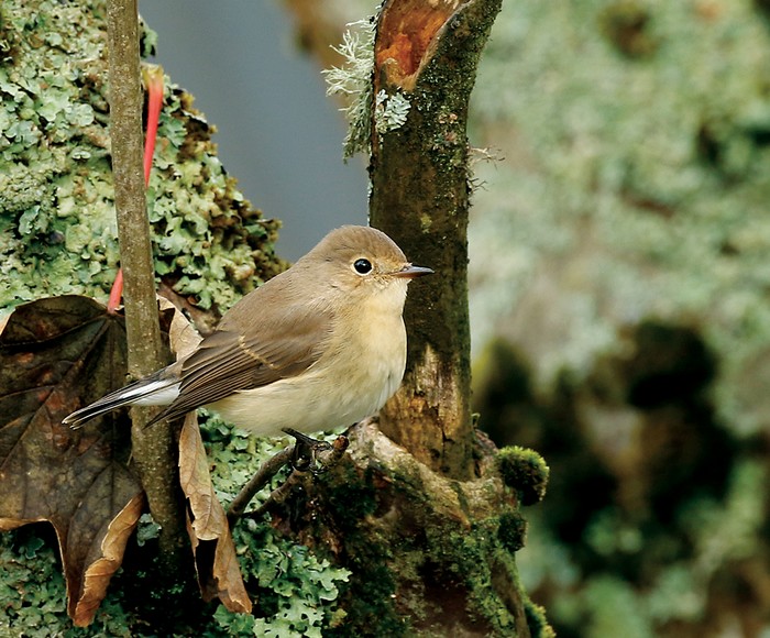 Red-breasted Flycatcher