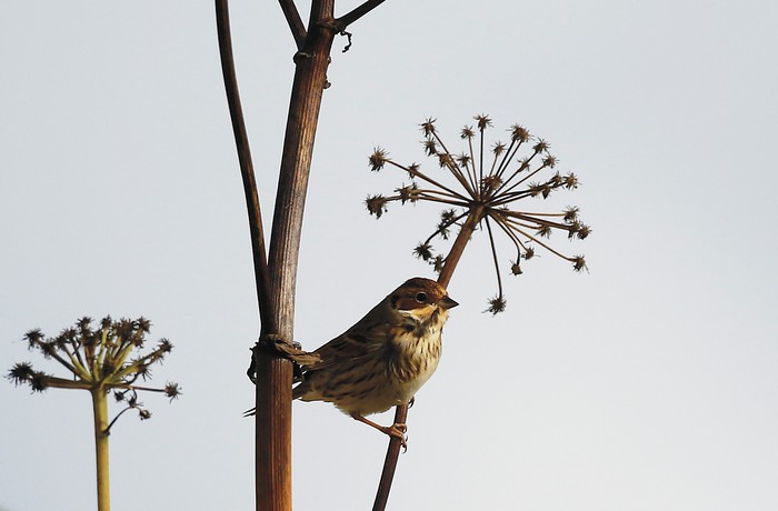 Little Bunting