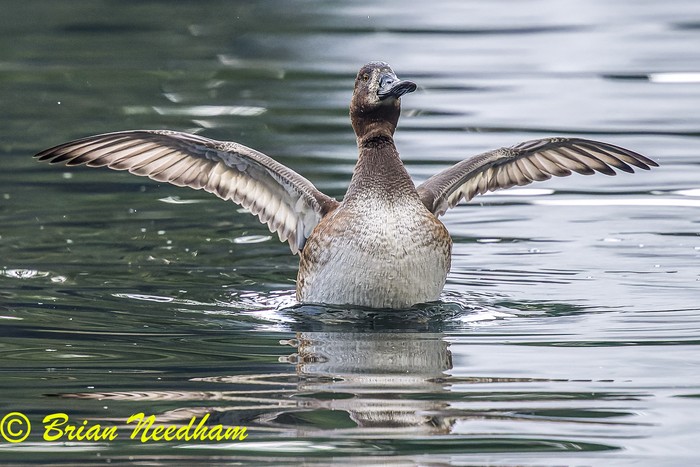 Scaup