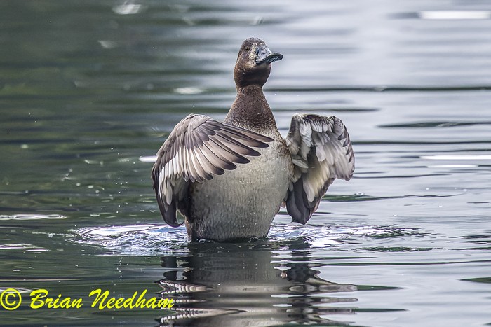 Scaup
