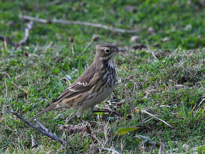 American Buff-bellied Pipit