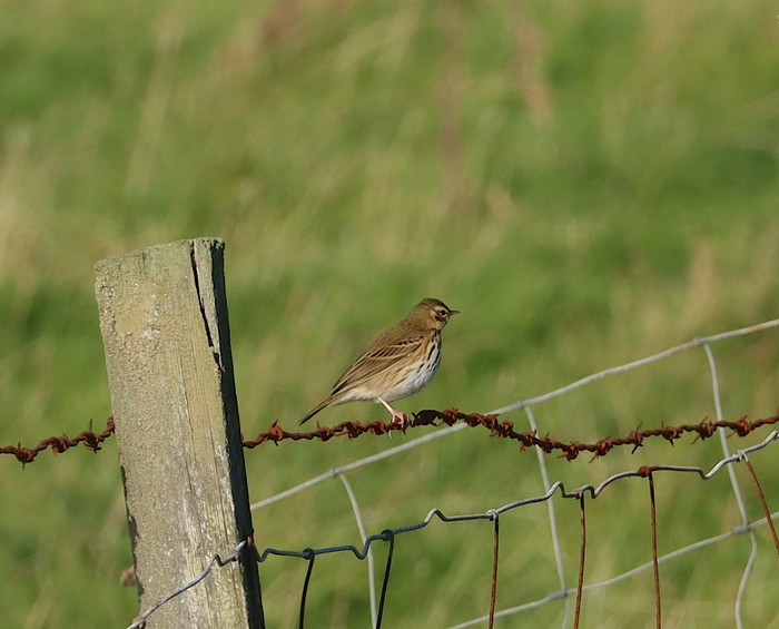 Olive-backed Pipit