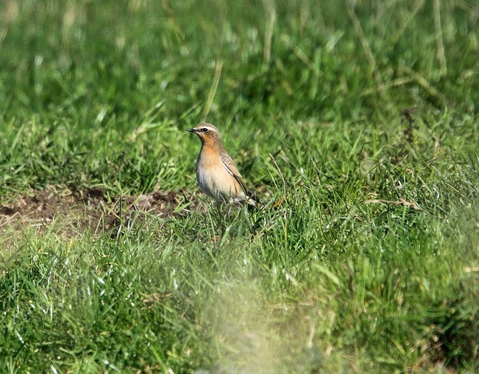 Wheatear