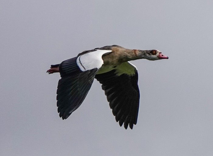 Egyptian Goose