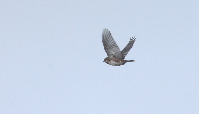 Rustic Bunting