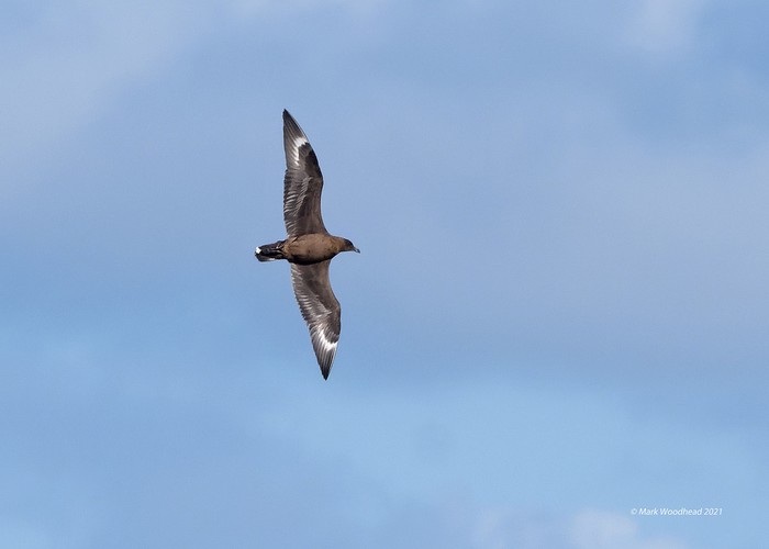 Great Skua