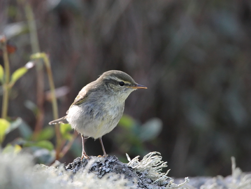 Arctic Warbler