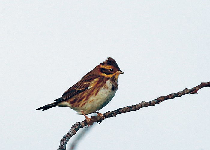 Rustic Bunting