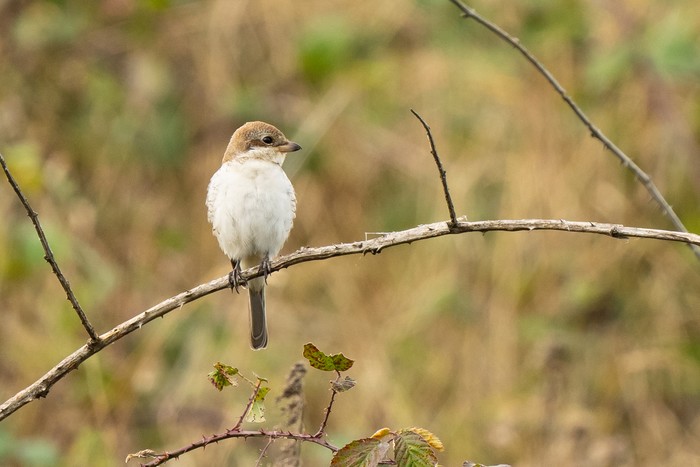 Red-backed Shrike