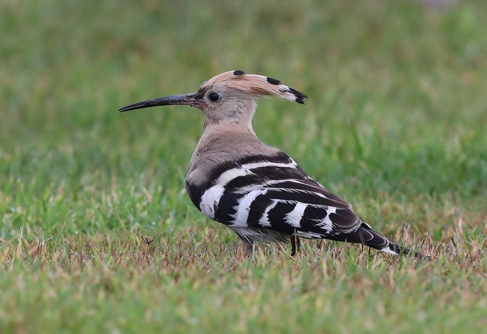 Hoopoe