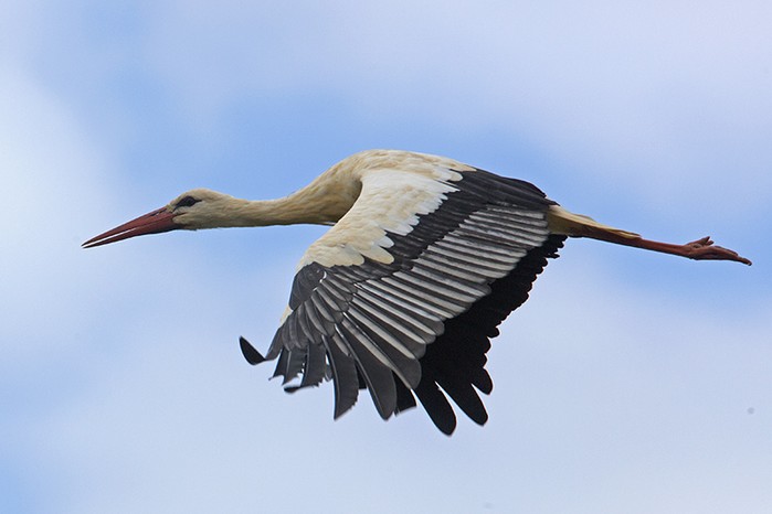 White Stork