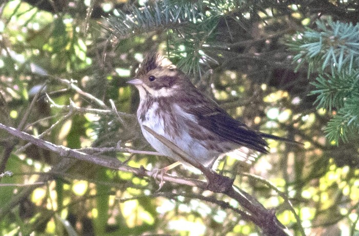 Rustic Bunting