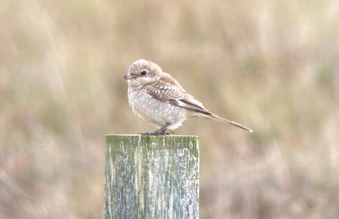 Woodchat Shrike