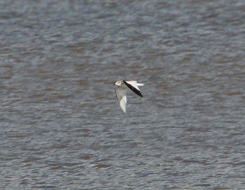 Sabine's Gull