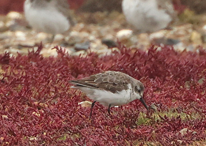 Western Sandpiper