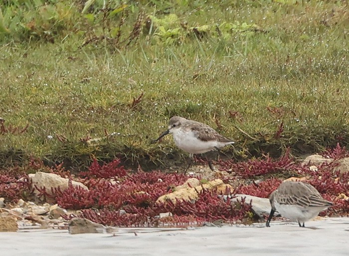 Western Sandpiper