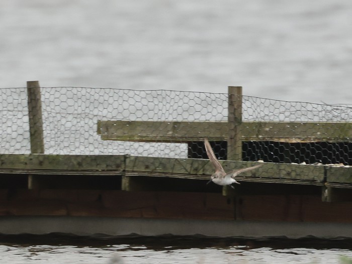 Western Sandpiper