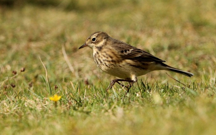 American Buff-bellied Pipit