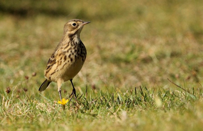 American Buff-bellied Pipit