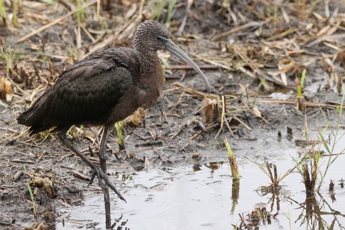 Glossy Ibis