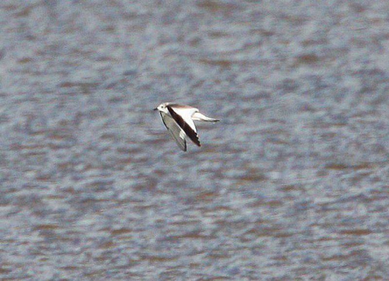 Sabine's Gull