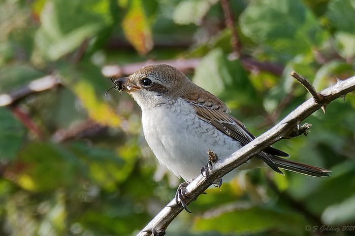 Red-backed Shrike