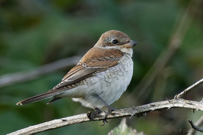Red-backed Shrike