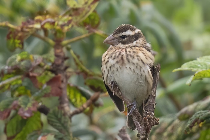 Rose-breasted Grosbeak