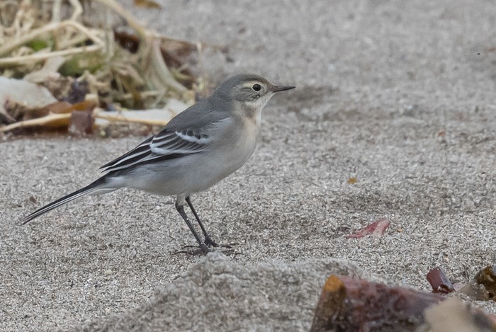 Citrine Wagtail