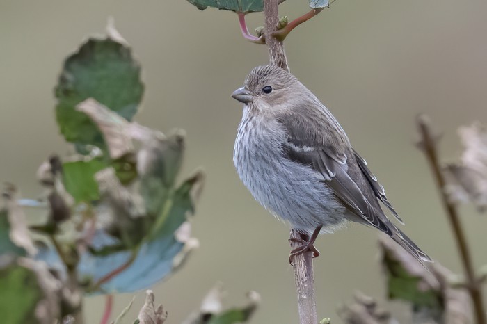 Common Rosefinch
