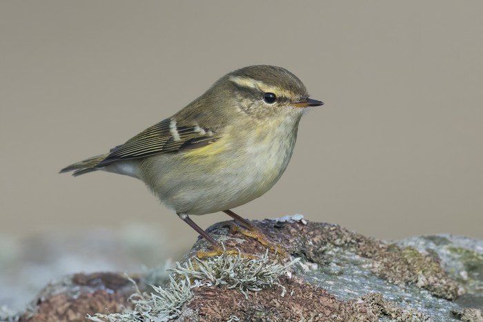 Yellow-browed Warbler
