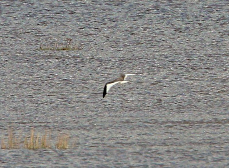 Sabine's Gull