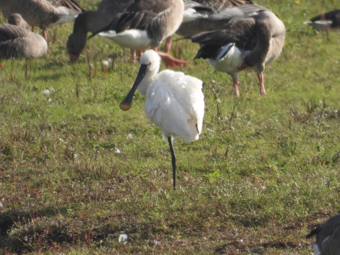 Spoonbill