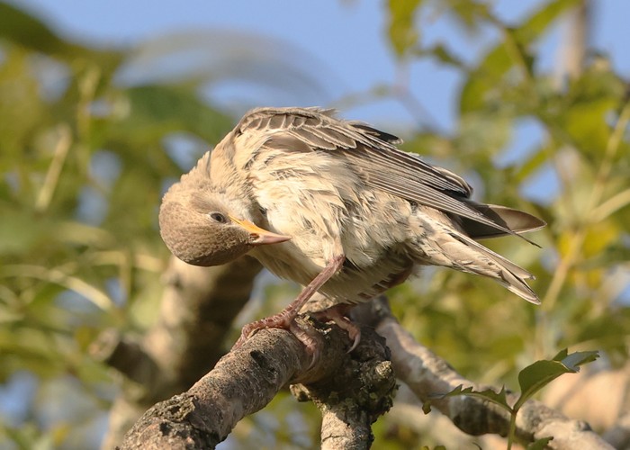 Rose-coloured Starling