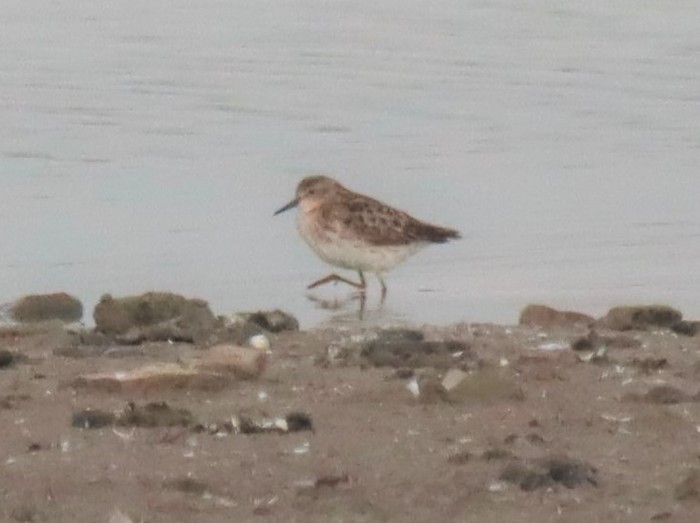 Long-toed Stint