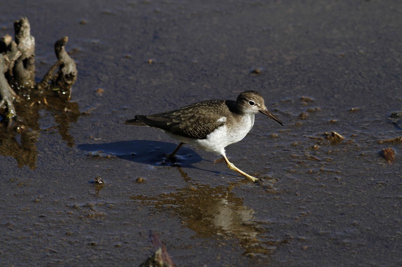 Spotted Sandpiper