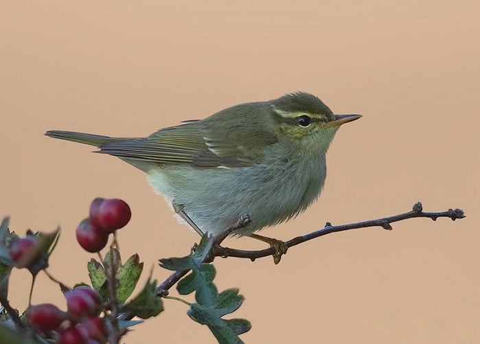 Arctic Warbler