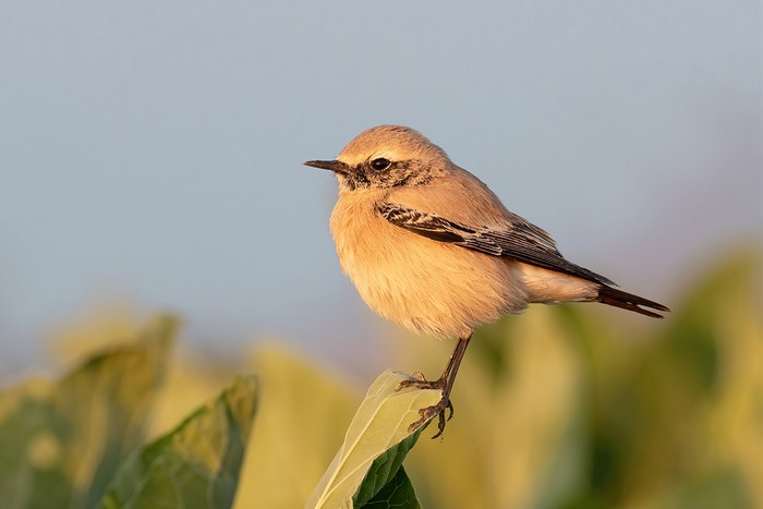 Desert Wheatear