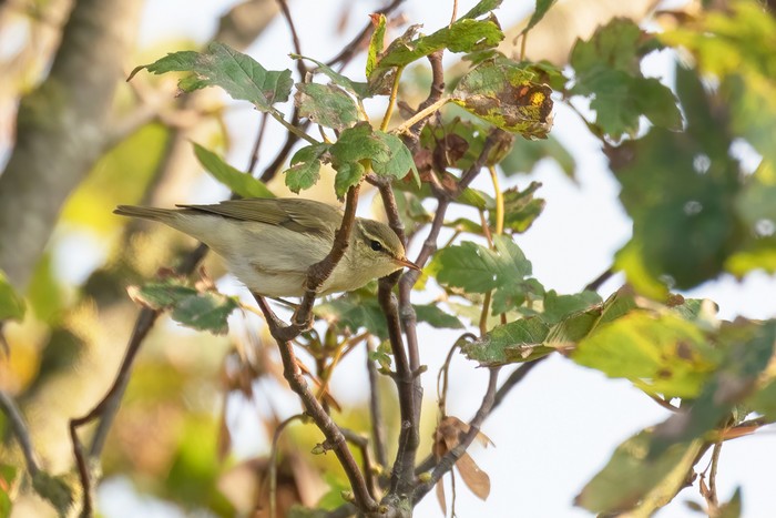 Arctic Warbler