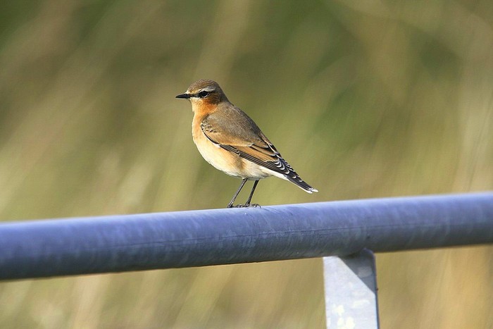 Wheatear