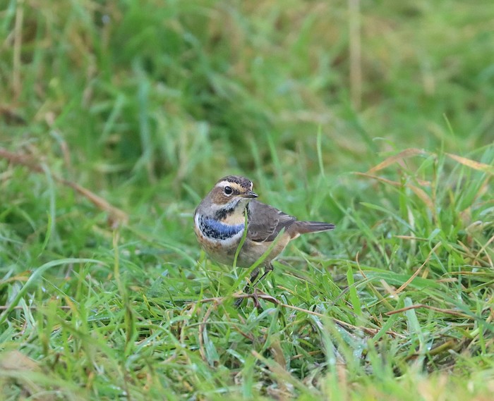 Bluethroat