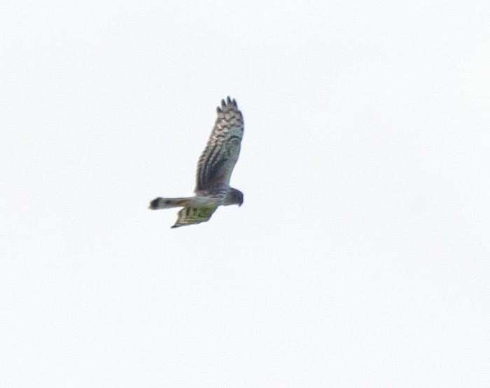 Hen Harrier