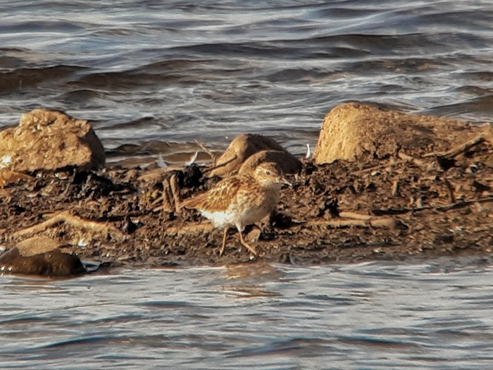 Long-toed Stint